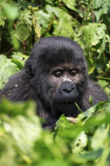 Mountain gorilla (Gorilla berengei berengei), Bwindi Impenetrable National Park, Uganda