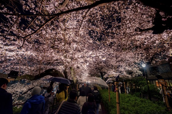 People walking under blooming illuminated cherry trees at night, Japanese cherry blossoms in