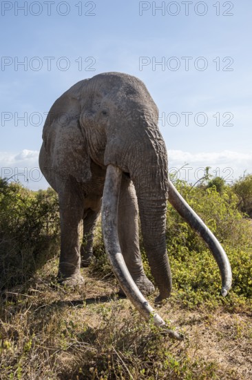 African elephant (Loxodonta africana) eats leaves, the famous Super Tusker elephant Craig, old male