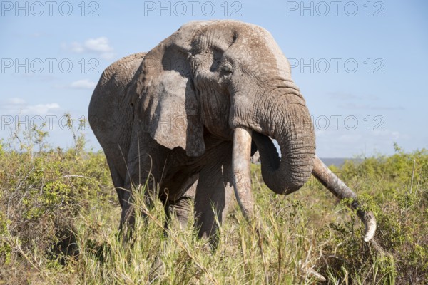 African elephant (Loxodonta africana) eats leaves, the famous Super Tusker elephant Craig, old male