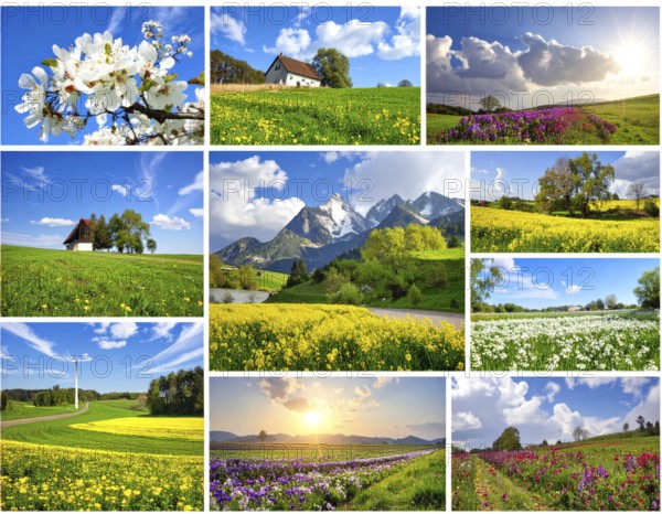 Collage of spring and summer landscapes, blooming flowers, green meadows and trees, hilly landscape