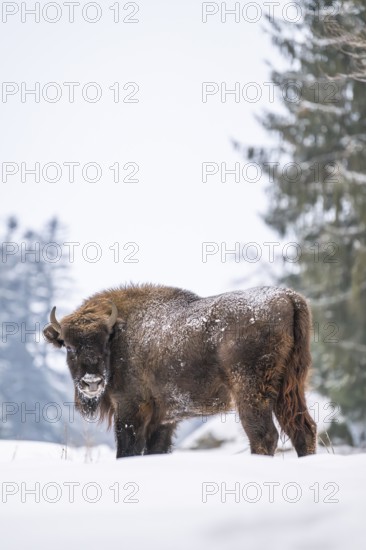 European bison (Bison bonasus) or Wisent standing on a meadow next to the forest in winter, snow,