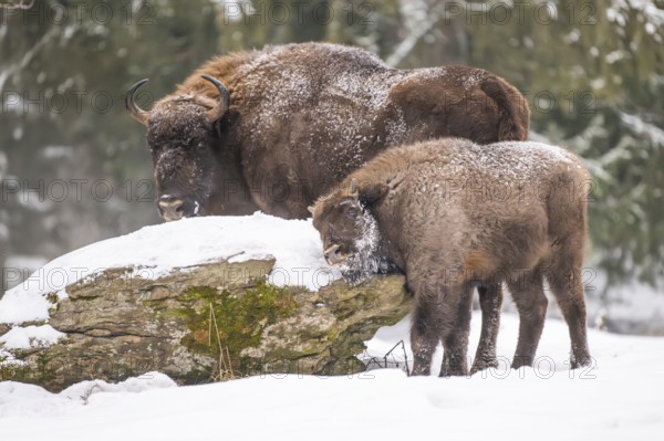 European bison (Bison bonasus) or Wisent standing on a meadow next to the forest in winter, snow,