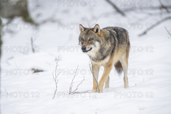 European gray wolf (Canis lupus lupus) standing in a forest in winter, snow, Bavaria, Germany