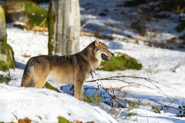 European gray wolf (Canis lupus lupus) standing in a forest in winter, snow, Bavaria, Germany