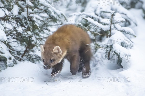 European pine marten (Martes martes) running in the snow in winter, National Park Bavarian Forest,