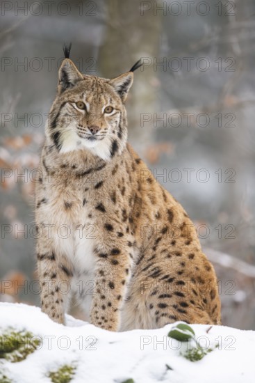Eurasian lynx (Lynx lynx) sitting in a forest in winter, snow, Bavaria, Germany