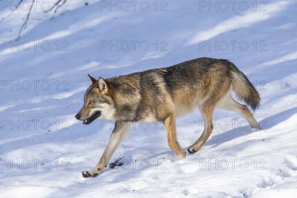European gray wolf (Canis lupus lupus) walking in a forest in winter, snow, Bavaria, Germany