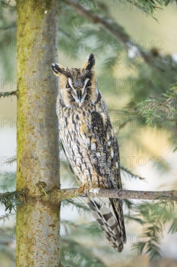 Long-eared owl (Asio otus) sitting on a branch in winter, National Park Bavarian Forest, Bavaria,
