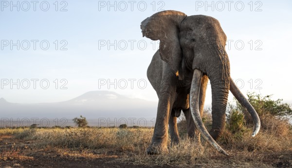 African elephant (Loxodonta africana), the famous Super Tusker elephant Craig, old male with long