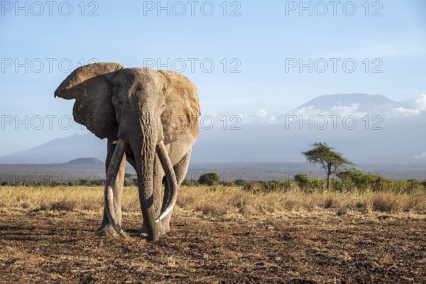 African elephant (Loxodonta africana) in picturesque landscape with the summit of Mount
