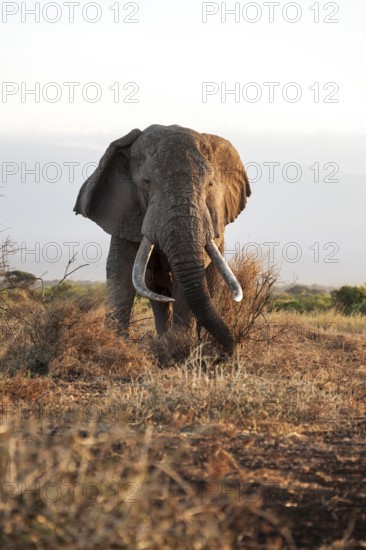 African elephant (Loxodonta africana), the famous Super Tusker elephant Craig, old male with long