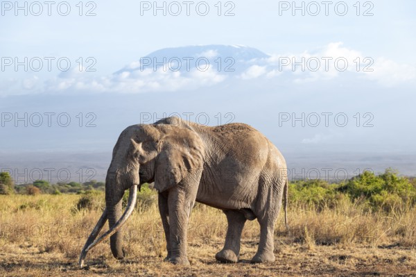 African elephant (Loxodonta africana) in picturesque savanna landscape with the summit of Mount