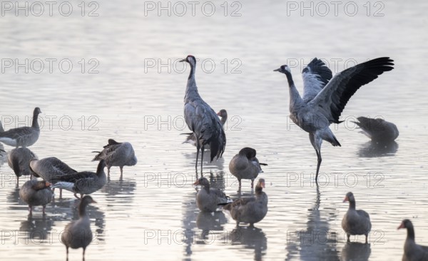 Cranes (Grus grus), cranes and gray geese (Anser anser) stand in the shallow water zone of a lake,