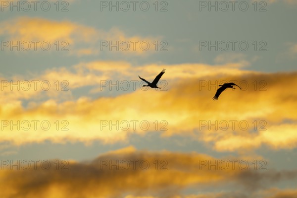 Crane (Grus grus) two cranes flying in the morning light against a blue sky with warm orange