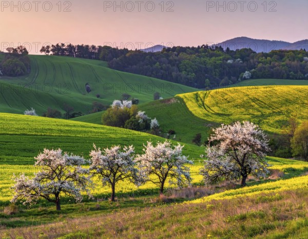 Spring blooming landscape, trees in the foreground, green hills covered with blooming flowers,