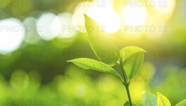 Natural green leaves plants, spring ans summer background cover page, golden soft light, green and