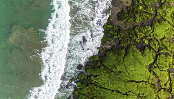 Green algae on the sandy shore of an ocean. Fascinating phenomenon of wild coastline with green