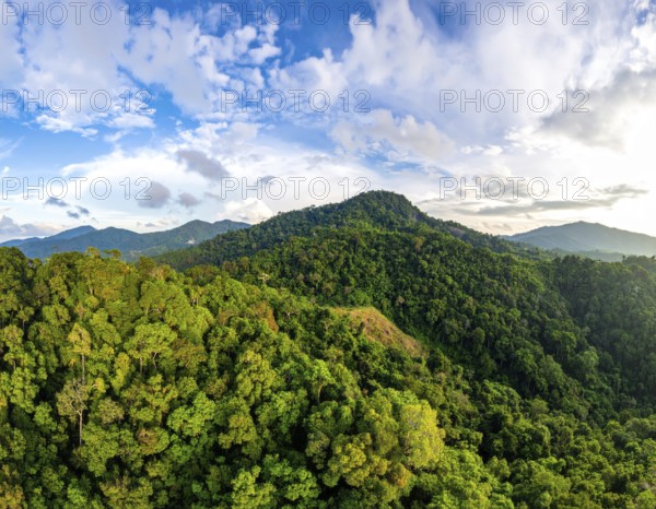 Banner background of tropical forest landscape scene, green wild jungle, cloudy sky at morning,