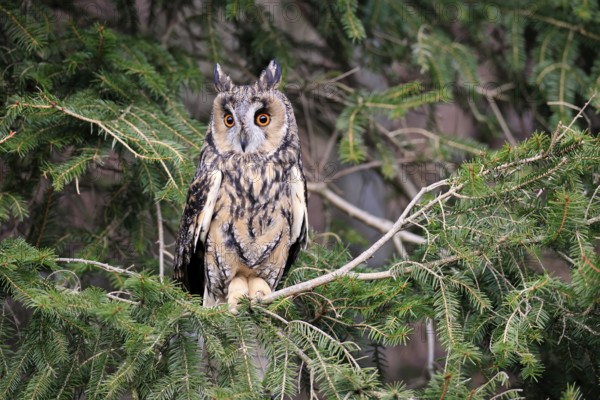 Long-eared owl (Asio otus), adult, on tree, in winter, alert, Bohemian Forest, Czech Republic,