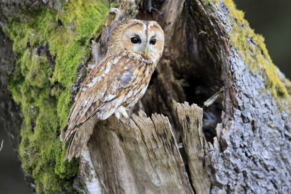 Tawny owl (Strix aluco), adult, perch, on tree, in winter, alert, Bohemian Forest, Czech Republic,