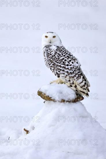 Snowy owl (Nyctea scandiaca), snowy owl, adult, alert, in snow, perch, in winter, Bohemian Forest,