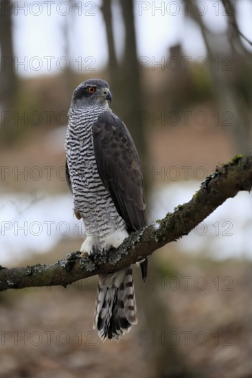 Hawk (Astur gentilis), adult, female, on tree, in winter, alert, Bohemian Forest, Czech Republic,