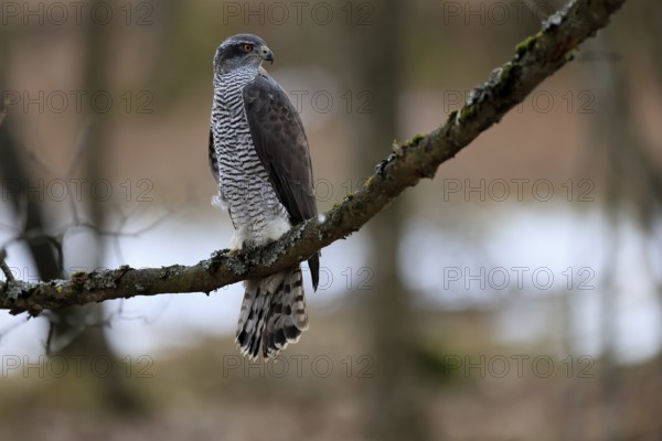 Hawk (Astur gentilis), adult, female, on tree, in winter, alert, Bohemian Forest, Czech Republic,