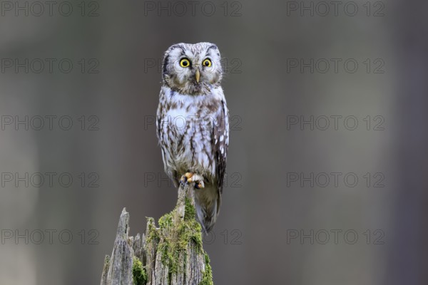 Roughfoot owl (Aegolius funereus), groufoot owl, adult, perch, alert, in winter, Bohemian Forest,