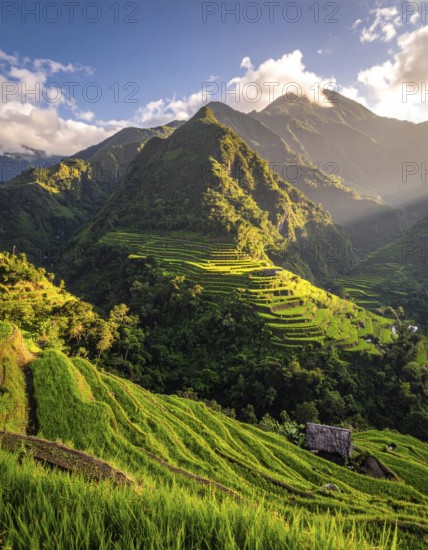 Early morning light bathes Philippines rice terraces cascading down mountain slopes, beautiful