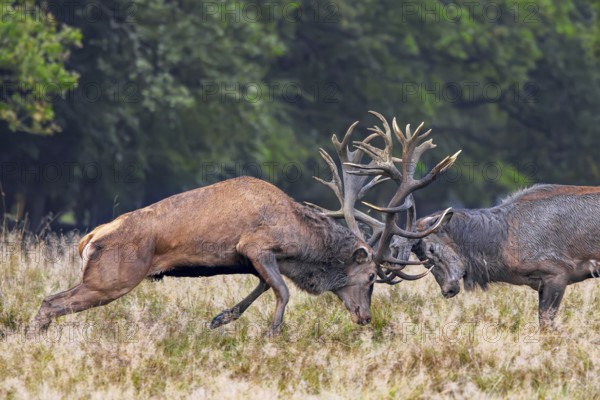 Two rutting red deer (Cervus elaphus) stags fighting by locking antlers during fierce mating battle