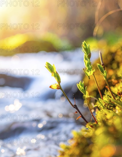 Beautiful spring detailed stream of fresh water, vibrant blooming young green plants, wallpaper