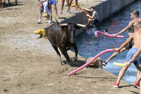 Bous a la Mar Fair, in English Bulls in the Sea, Bullfighting, Javea or Xàbia, Alicante Province,