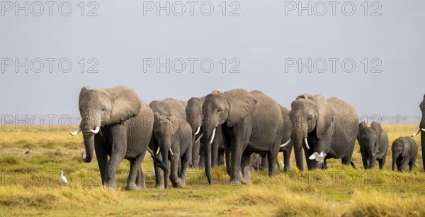 African elephant (Loxodonta africana) large herd with young animals and herons (Bubulcus ibis), in