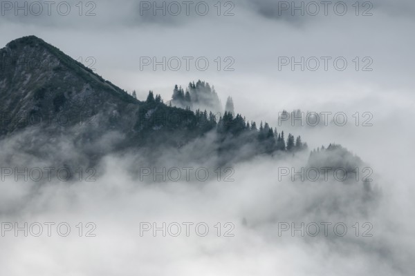 Ridge with conifers sticking out of fog, Allgäu Alps, near Oberstdorf, Oberallgäu, Allgäu, Bavaria,