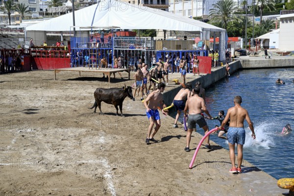 Bous a la Mar Fair, in English Bulls in the Sea, Bullfighting, Javea or Xàbia, Alicante Province,