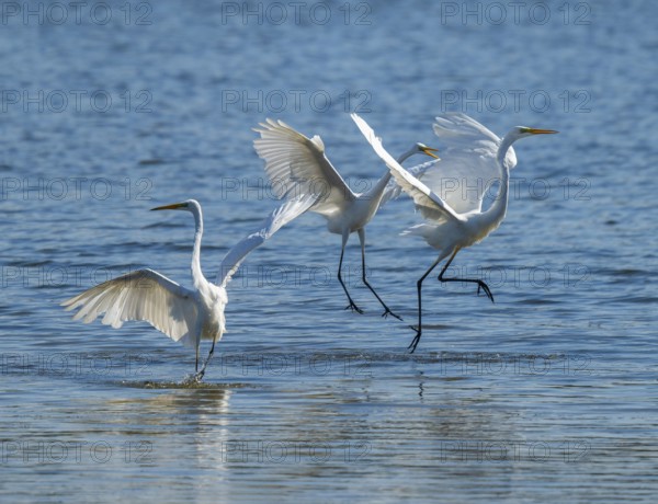 Great egret (Ardea alba), three herons fighting in the shallow water zone of a lake, dispute, blue