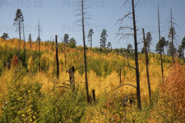 Jacob Lake, Arizona - Aspens show their brilliant fall colors as they revegetate the area burned by