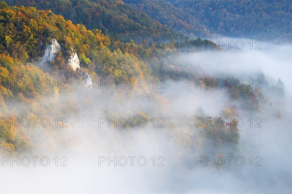 View from the Knopfmacherfelsen into the Danube valley, limestone rock, rock face, mixed forest,