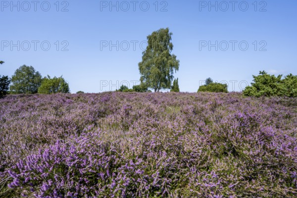 Purple flowering heath, broom heather and juniper bushes, in Totengrund, Wilsede, Lüneburg Heath