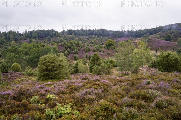Purple flowering heath, broom heather and juniper bushes, Lüneburg Heath nature reserve, Lower