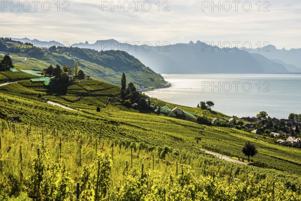 Picturesque village in the vineyards by the lake, Epesses, Lavaux, UNESCO World Heritage Site, Lake