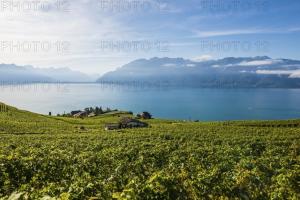 Picturesque village in the vineyards by the lake, Rivaz, Lavaux, UNESCO World Heritage Site, Lake