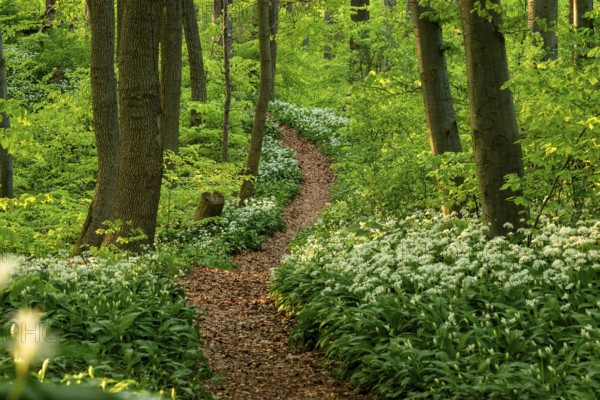 Winding forest path through an idyllic, light-flooded beech forest with wild garlic in bloom in