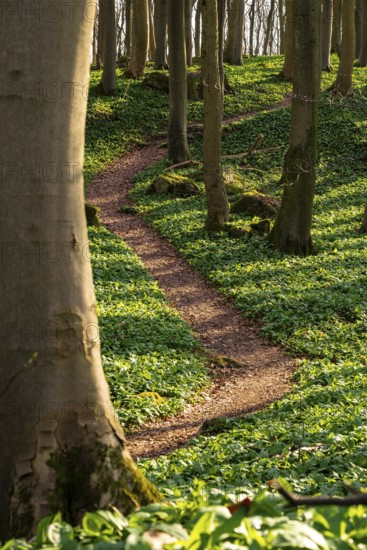 Winding forest path through an idyllic beech forest in spring with lush green wild garlic on the