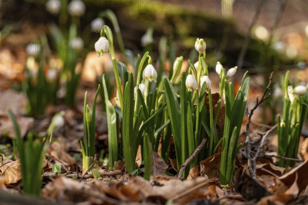 Close-up of spring knotweed (Leucojum vernum) in the forest, also known as marzenbecher, in