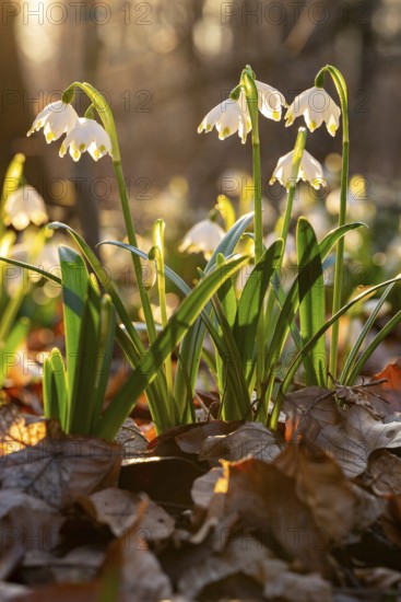 Close-up of spring knotweed (Leucojum vernum) in the forest, also known as marzenbecher, in