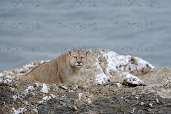 Cougar (Cougar concolor), Torres del Paine National Park, Chile, South America