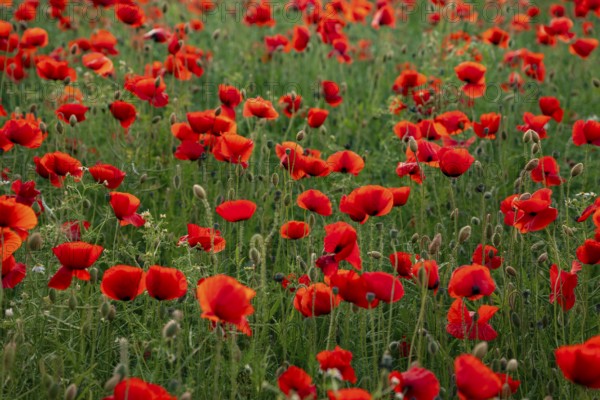 Full-frame photograph of a field of red-flowering poppies (Papaver rhoeas) in soft backlighting,