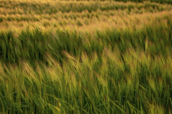 Full-format photograph of a barley field (Hordeum vulgare) in atmospheric evening backlight,